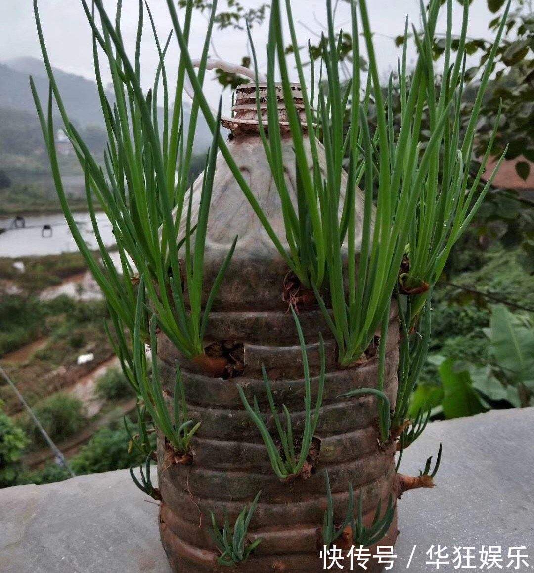 养花不一定要精美的花盆，这几种东西剪一剪，养花创意十足