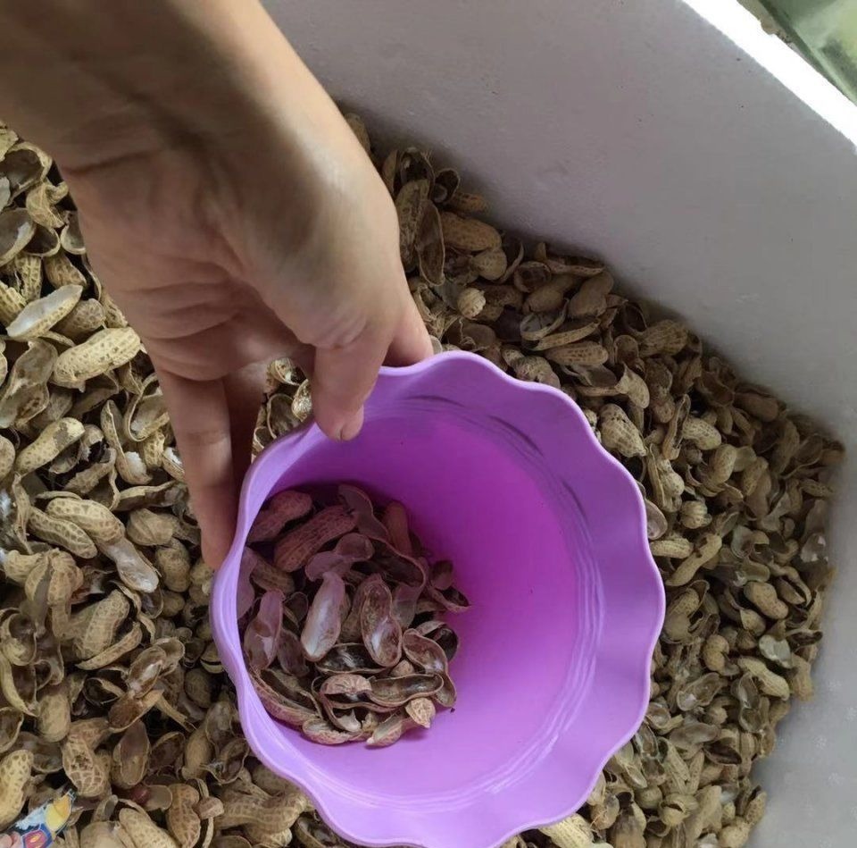 这才是养花“神器”，盆底铺一层，养啥花都不烂根