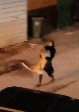 |搞笑段子王:妹子,这样招惹汪星人,不怕它生气吗