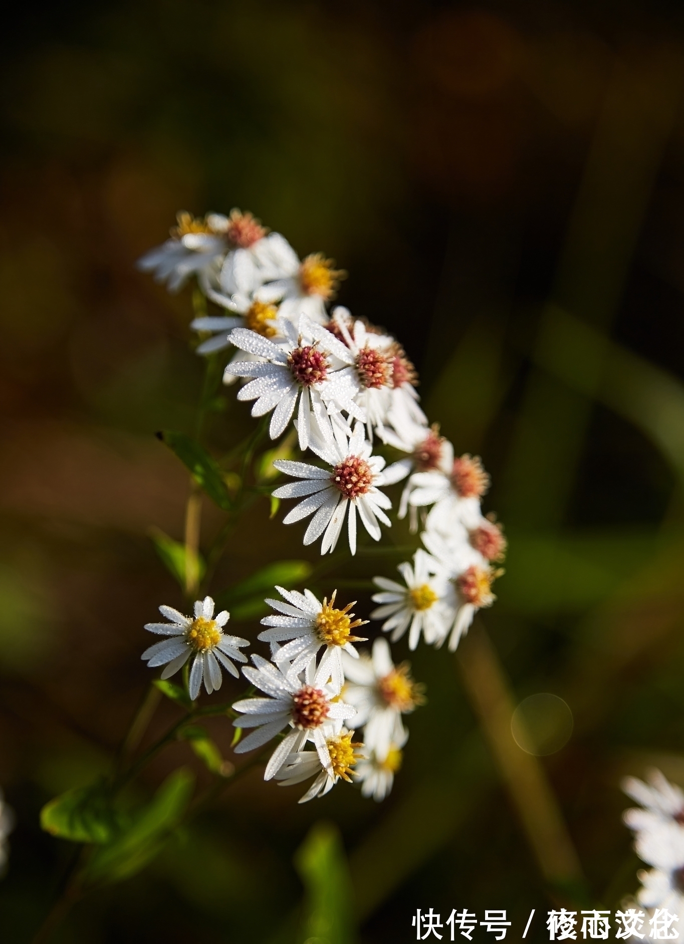 相思@一叶知秋,一念情深,谁是你眼底的惆怅,谁又是你纸上的相思