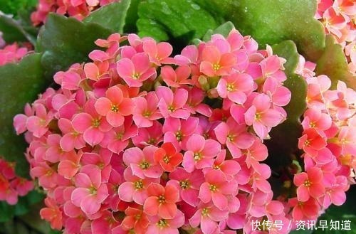 花卉|3种花,有个阳台就能养,盆越小开花越多,轻松开成花园