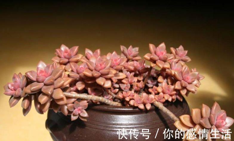 叶片|刚开始接触多肉选这“6种”,皮实耐养不易死,养出状态也很美!