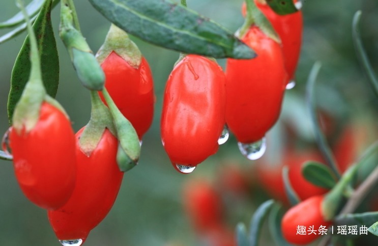 长寿|此花全身都是宝，是传统的名贵中草药，美丽婀娜，有着长寿的寓意