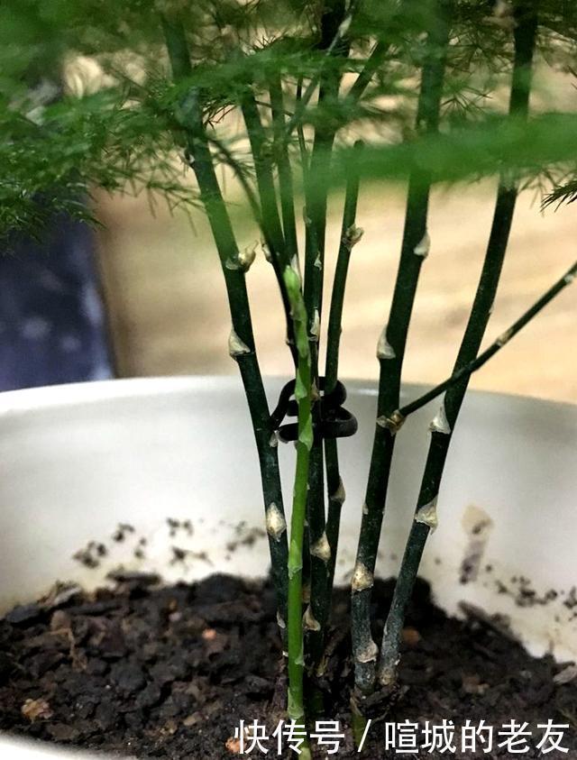 养文竹,掌握2个小技巧,蹭蹭长出一圈小嫩芽,叶子碧绿发亮