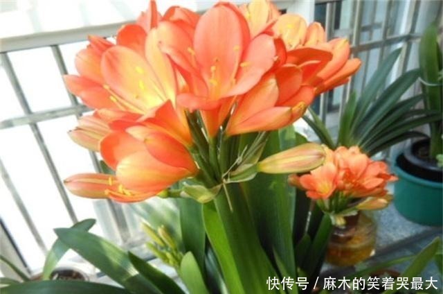 禁地|室内养花,避开2处“禁地”,不黑腐、不黄叶、不生虫,枝粗叶壮!