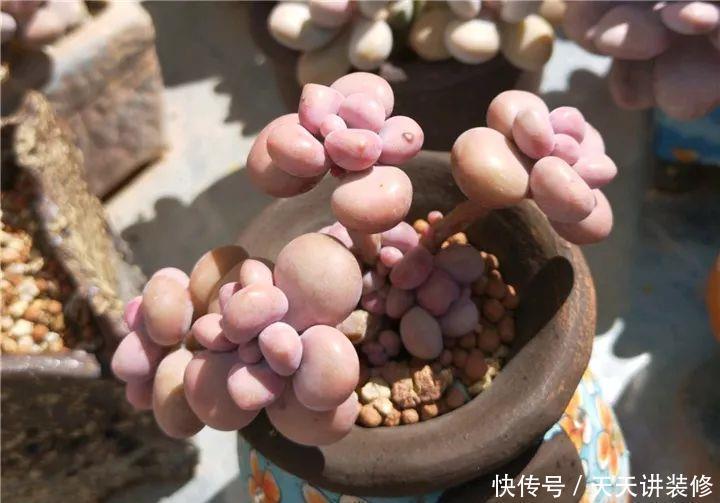 爸妈不在家,我在院子里疯狂种多肉,倍儿爽