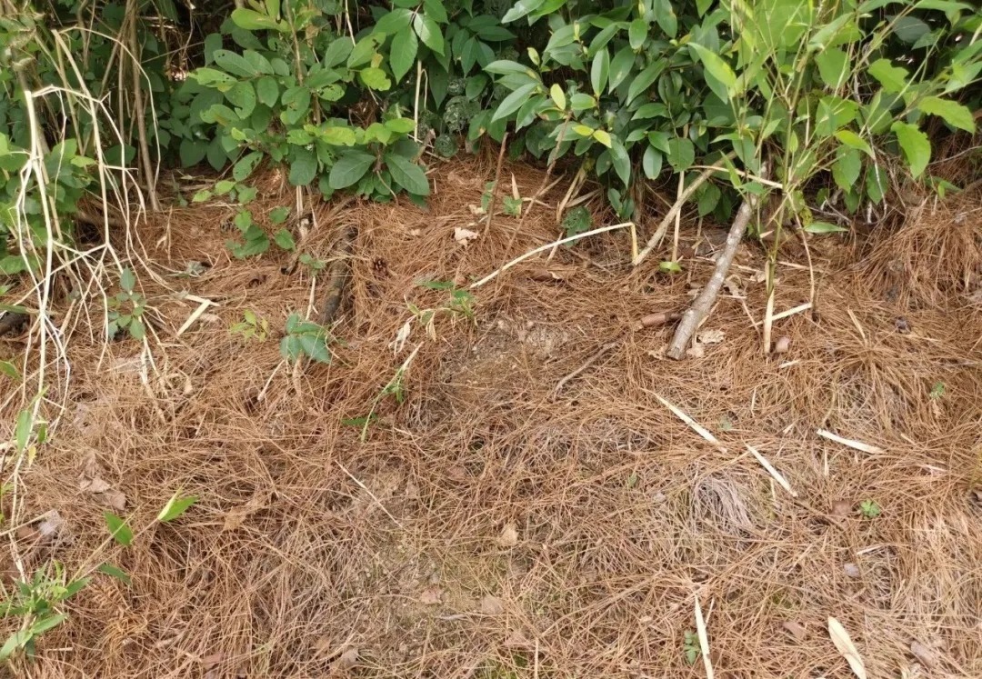 松节油|松树是个宝,种植兰花少不了,可为何很多兰友却用不好?