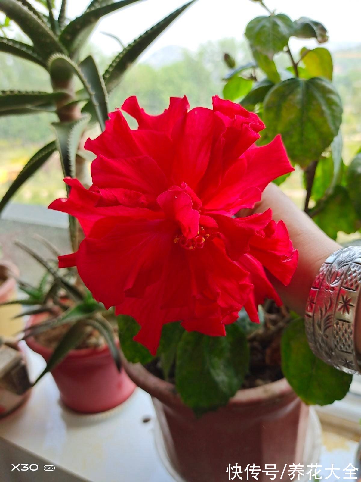 特难养的年宵花,看着是好看,买回家就是冤大头,很快就养死