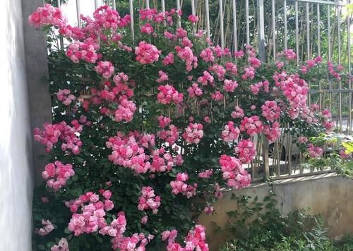 想拥有一面花墙吗？养棵“安吉拉”吧，春夏秋三季开爆，又美又香