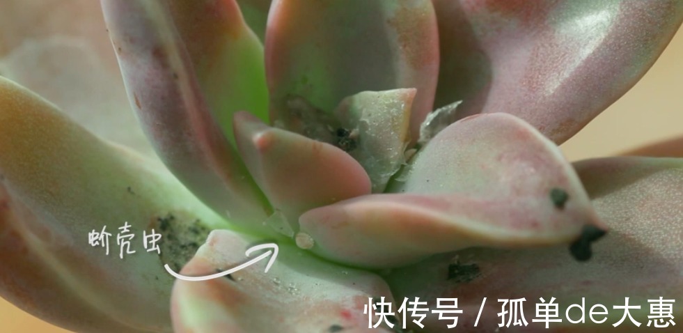 养多肉遇到这三个现象，千万别置之不理，很有可能是在像你求救