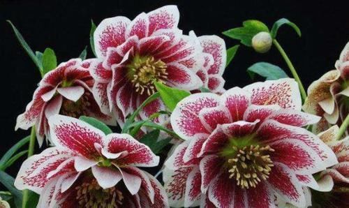 颜值超高|4种花颜值超高,漂亮似牡丹,四季有花开,香气怡人,是盆栽佳品