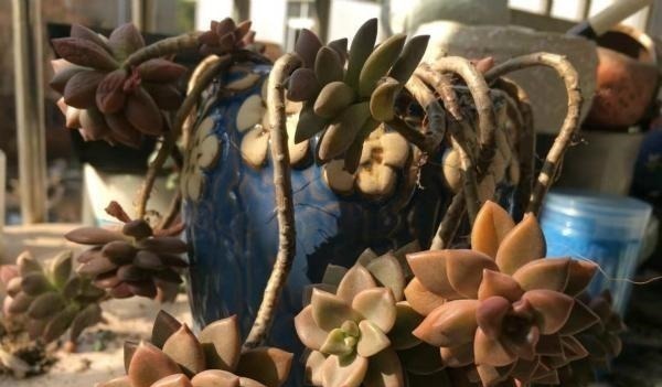 公认老桩最漂亮的多肉，紫乐未上榜，这3种普货名列前三！