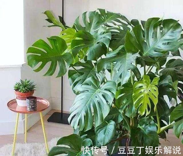 养护|空气干燥、蚊虫多、异味大家里养这“4种花”,什么烦恼都没了