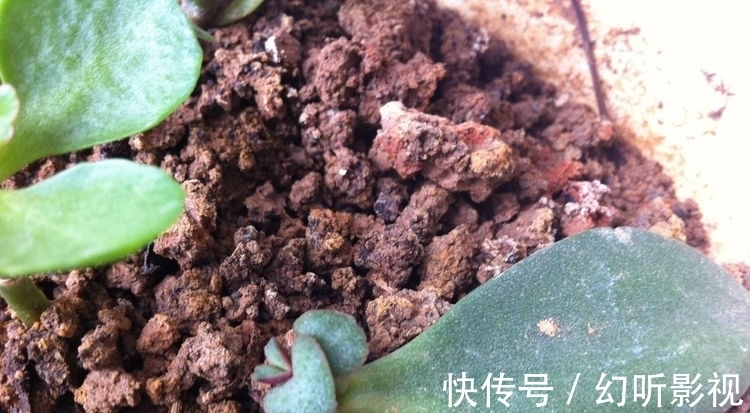 冬天养玉树,做好2点,枝肥叶壮、杆子壮实、绿意盎然