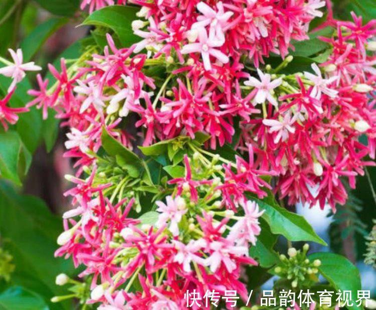 此款花卉,好养易爆盆,一个月不浇水都能长得好,不间断的生长