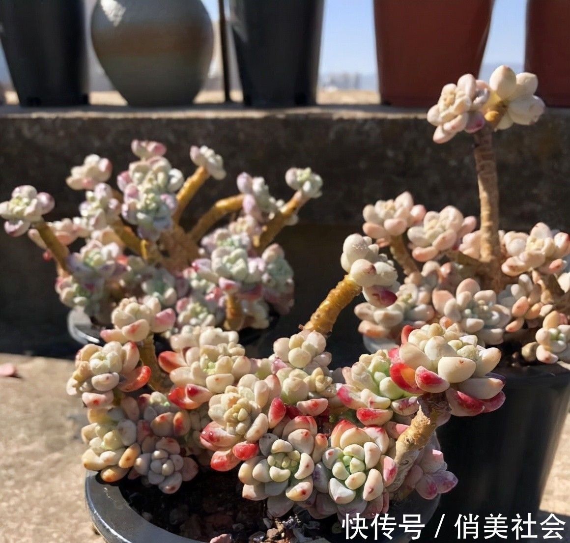 叶片|养多肉,最怕掉叶子,平常少浇水,多晒太阳,多肉不掉叶