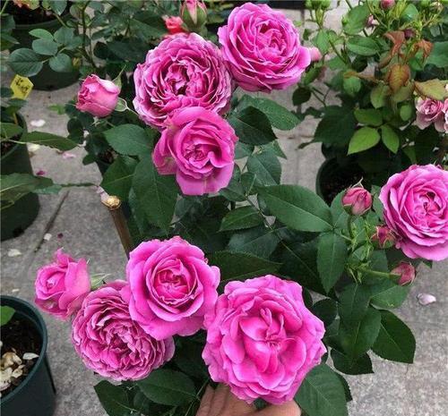 月季花|适合6月种植的花,35℃的高温照样生机勃勃,开花美好养护