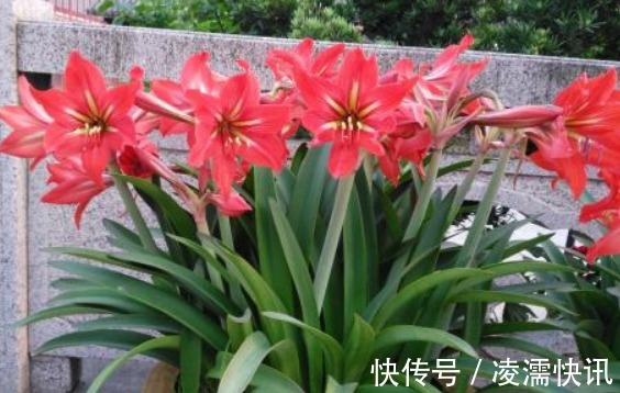 养朱顶红，3个“禁忌”别触碰，否则叶子全黄，根系腐烂难开花