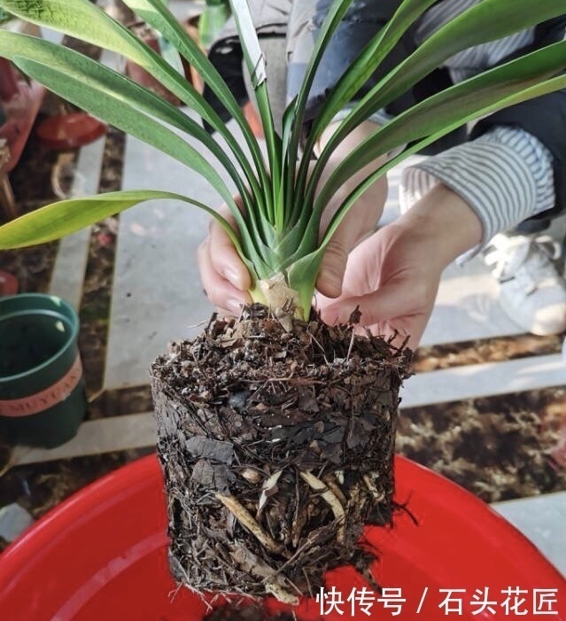 蚯蚓|养20年的君子兰,长得就像“大白菜”,一盆就能长8根花箭