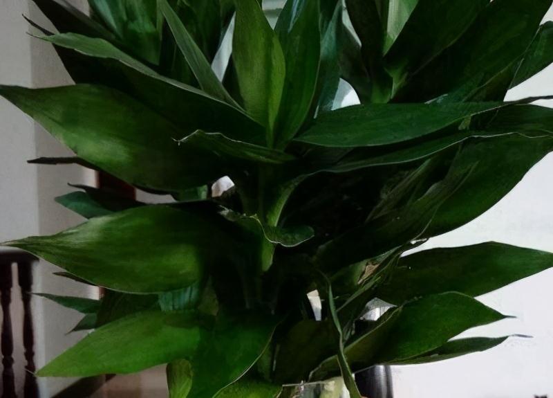 3盆花很怕冷,入冬后养室内,做好保暖很重要,别大意了