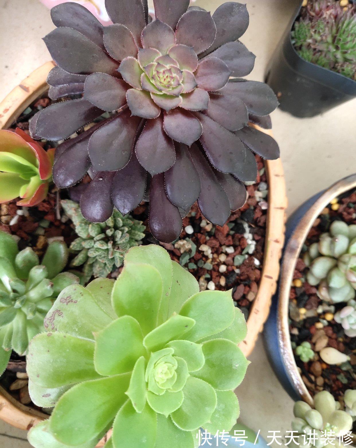 群生|多肉法师一碰就掉叶，补充“三动作”，叶片紧凑，养成群生小老桩