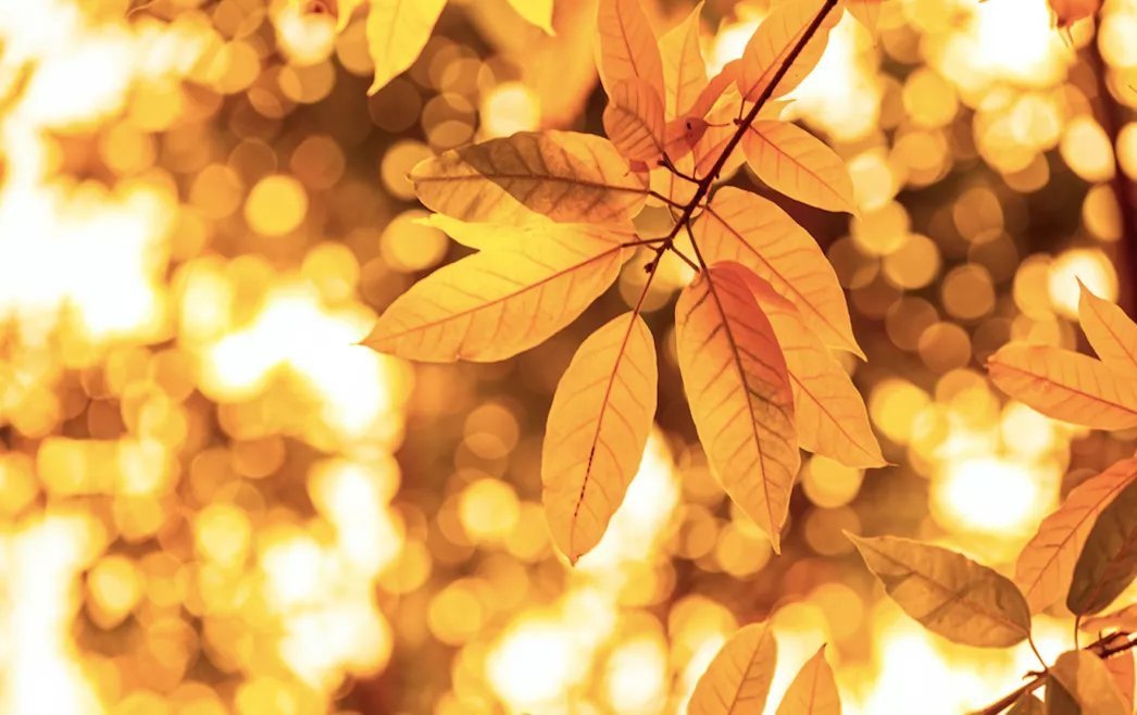 杜甫&诗词丨史上最全“秋”字飞花令,句句经典,值得永久收藏