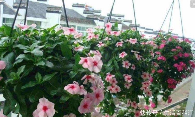 花儿|阳台最适合养3种花,花美色艳,便宜又好养,花儿轻松开爆盆
