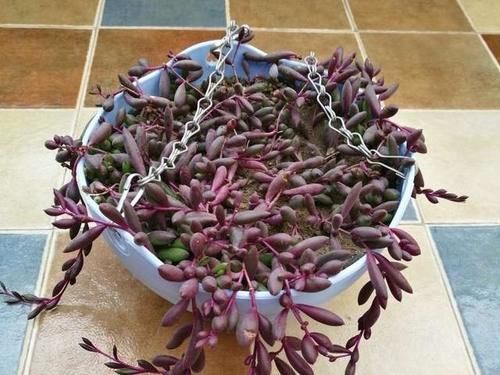 紫色|紫色系多肉中的“小强”,皮实好养开花能力强,紫红的状态真漂亮