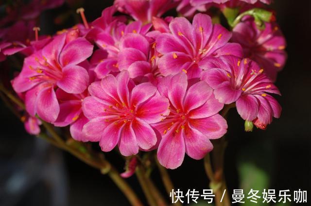 从4月25日开始,家养此款花卉,香气浓郁,花色似胭脂,鲜艳美丽