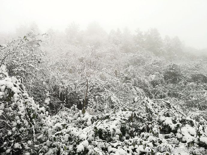 森林|湖南多地迎来2020年下半年来首场降雪 ·雪中的神秘森林