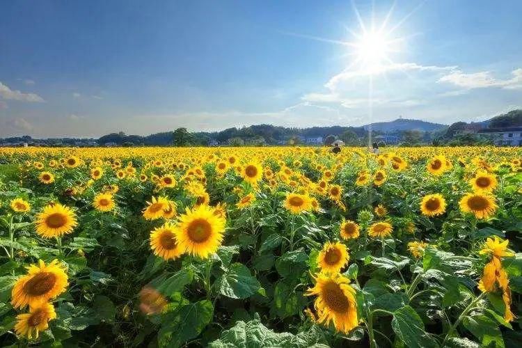 高二|爱的小钩(朱文芊·高二)