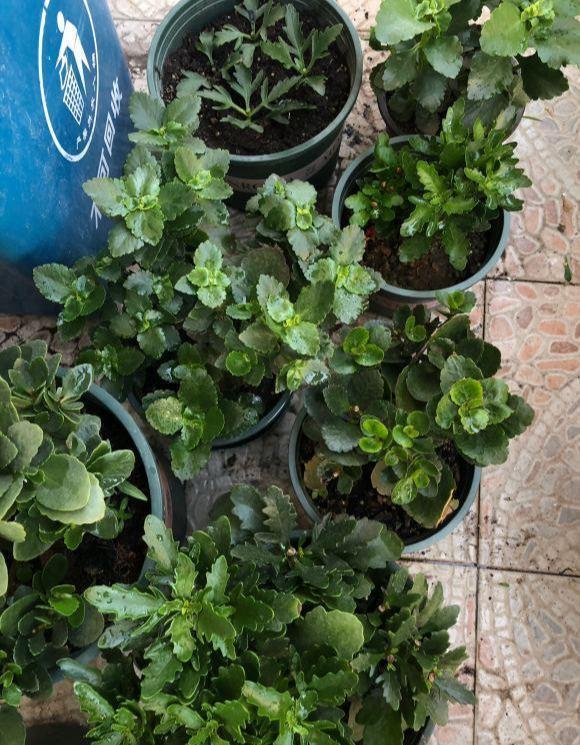 扦插长寿花,喂上2种肥,飞快长成小老桩,阳台开成小花树