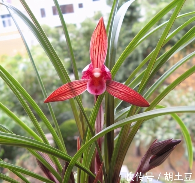 春兰顶级红素“醉红素”,一杆双花,姿态优美,新手照样能养好