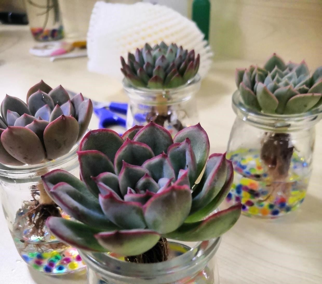 多肉可以不用土养,买几个玻璃瓶,装满水,养多肉很漂亮