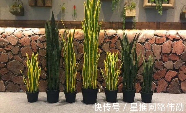 新芽|虎皮兰闹脾气不出新芽怎么办?学会这两招,不出也得出