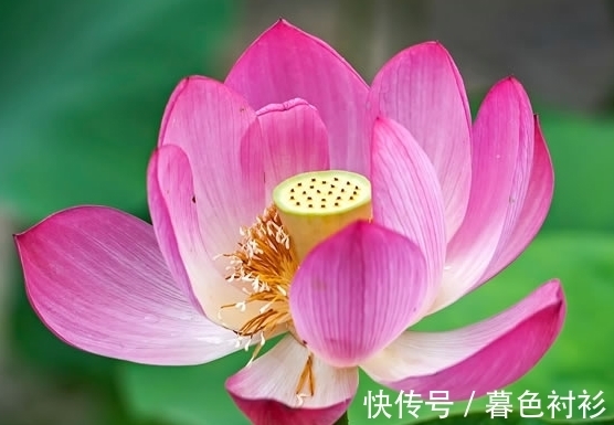 桃花|步入11月上旬，4属相吉星照耀，财运亨通，桃花旺盛，日子红火