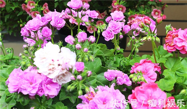 养天竺葵,常做1个小动作,叶片油绿发亮,开花红艳艳,爆花成球