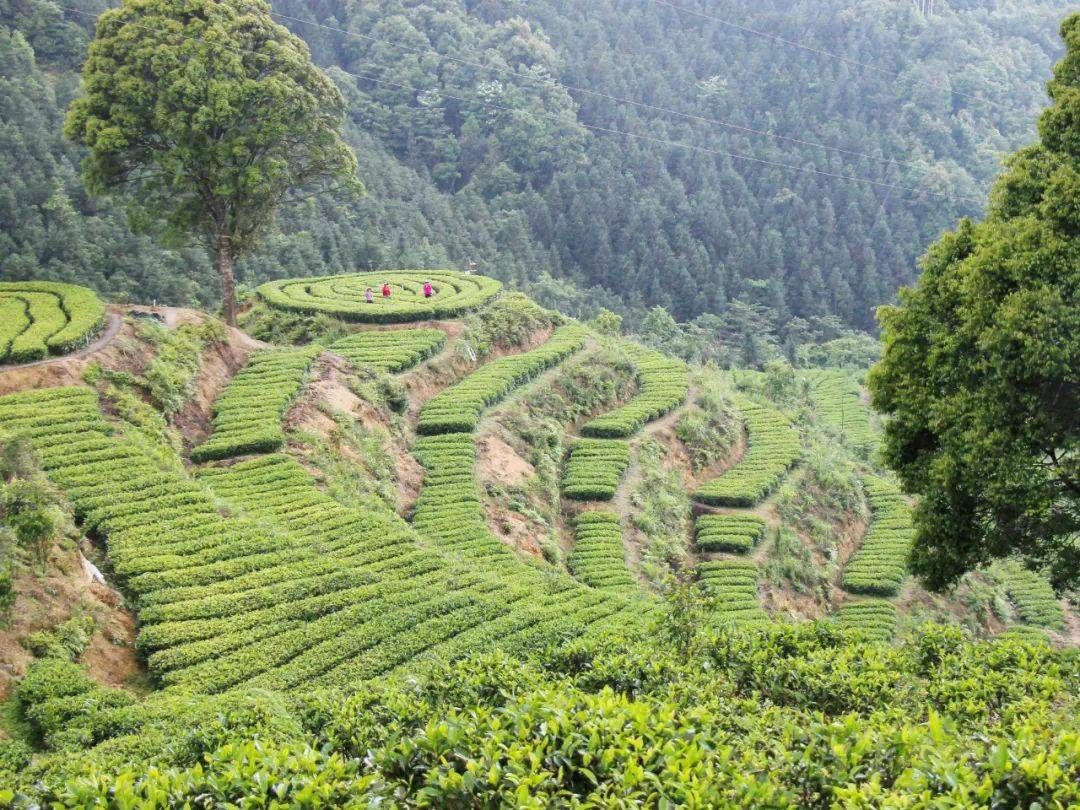 乡村振兴开新局 福建漳平聚焦焦兴美富