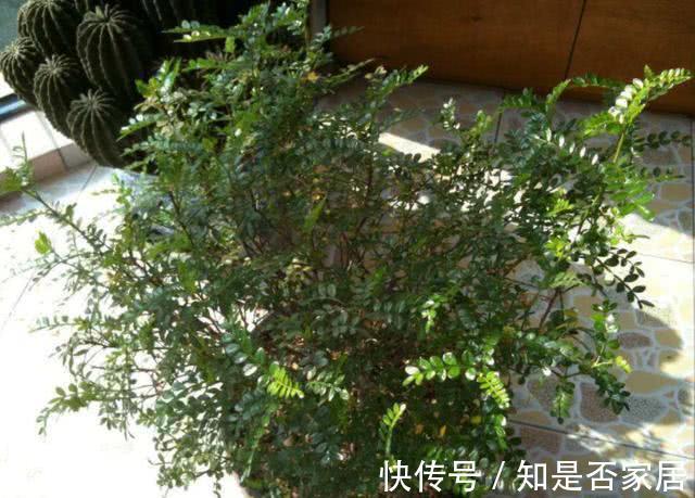 盆栽|养花小技巧:学会这5招,轻松解决盆栽虫害问题