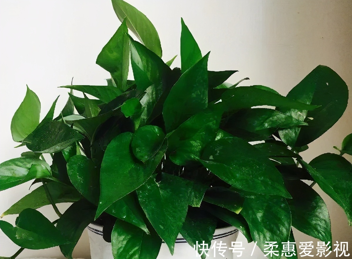 巧用筷子养花,知道该用在什么地方吗?此3处有迹可循