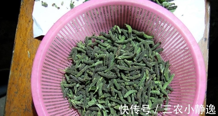 农村|农村一种野草,许多人觉得丑,城里人花钱也买不到