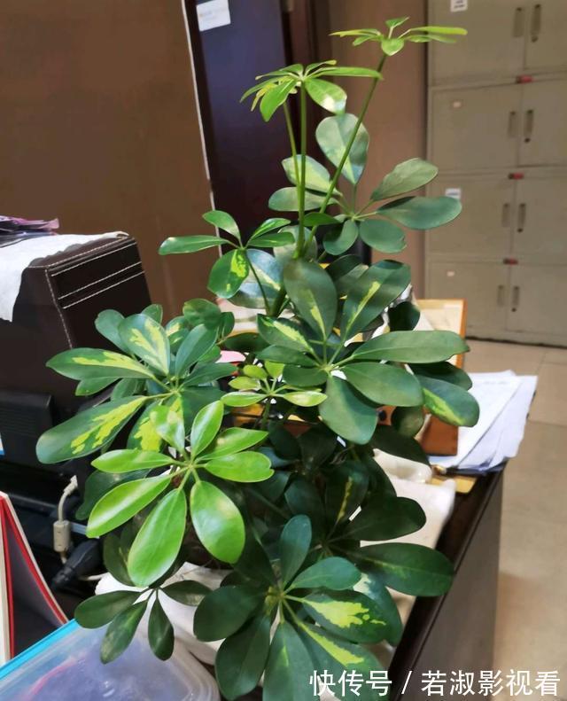 尼古丁|这3种花是吸甲醛高手，再贵也得养一盆，家里人都健康