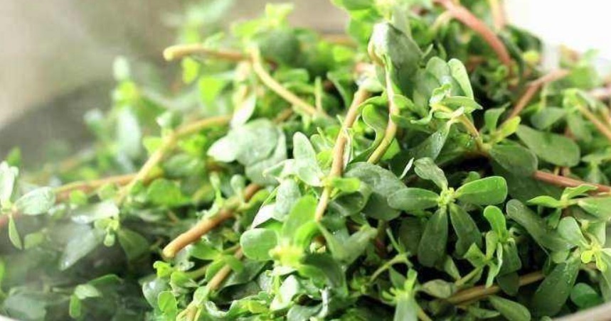 马齿苋|十个人九个腰疼,常用此草泡酒,祛风除湿,通经络,早知早受益