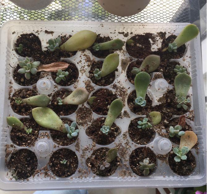 多肉盆栽：懒人必养的几种多肉，1盆轻松变10盆，越养越上瘾