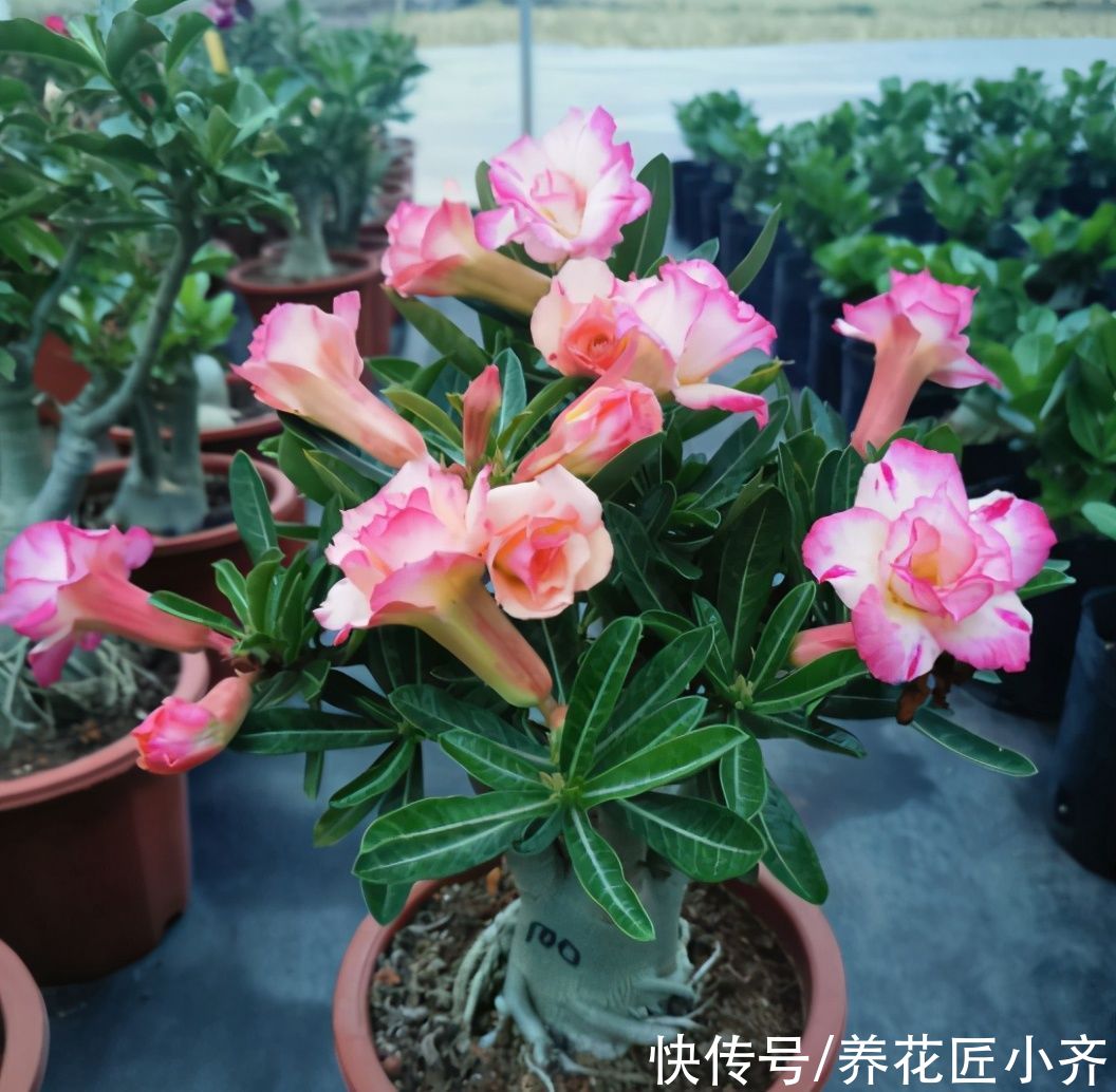 夏季养花选5种，它们喜欢“大太阳”，越晒花开越多，新手别犹豫