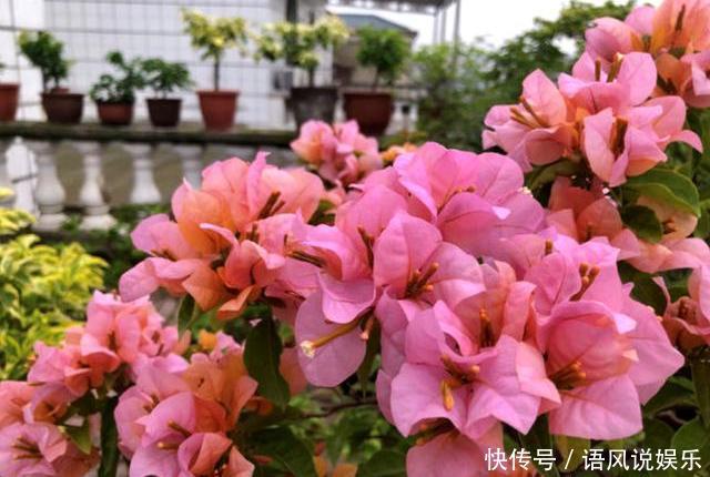 四季|三角梅开花少,用点“小手段”,勤花懒花都开爆,四季不间断