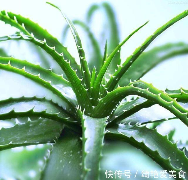 香草|这3种花“病菌”，家里放几盆，老人小孩不易生病，聪明人养很多