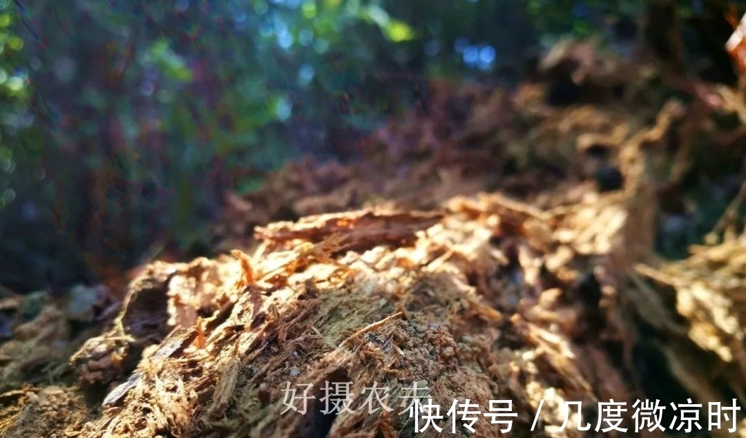 用什么可以去掉腐叶土里的虫？兰友：1块钱就解决