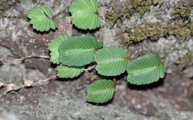 告诉村里人，这种“珍贵物”在山里不多，不论是谁遇见，都别伸手