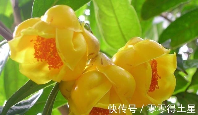 食用价值|此花是我国独有,被誉为“皇帝花”,随便一开就值千金,营养丰富!